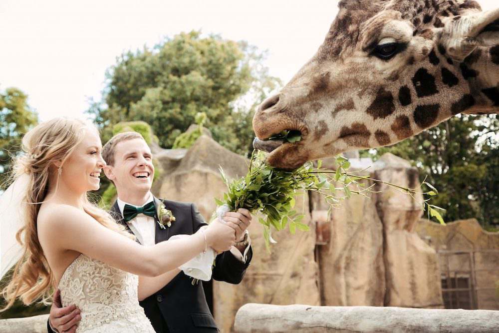 Zoo is definitely one of the great alternative wedding venues in Melbourne